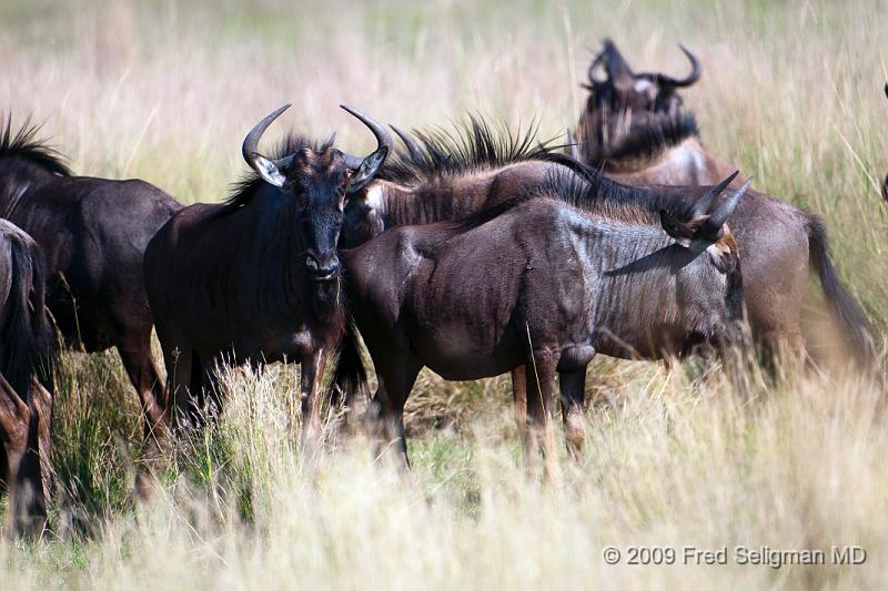 20090613_112559 D300 (2) X1.jpg - Wildebeast in Okavanga Delta, Botswana